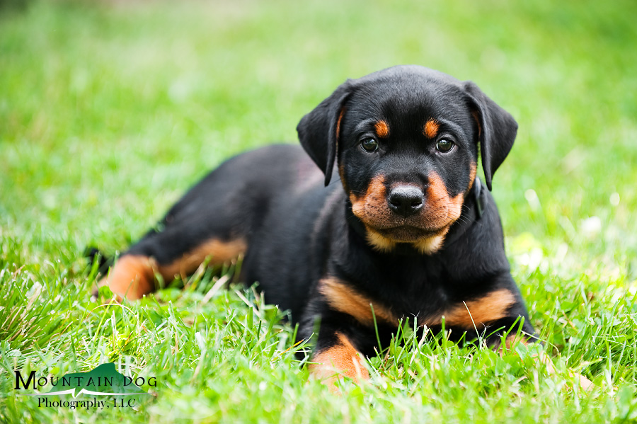 MDP_5313_Puppy3