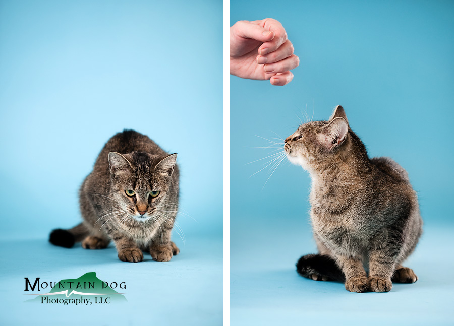Tigger needed just one pet before she decided that she loved her photo session!