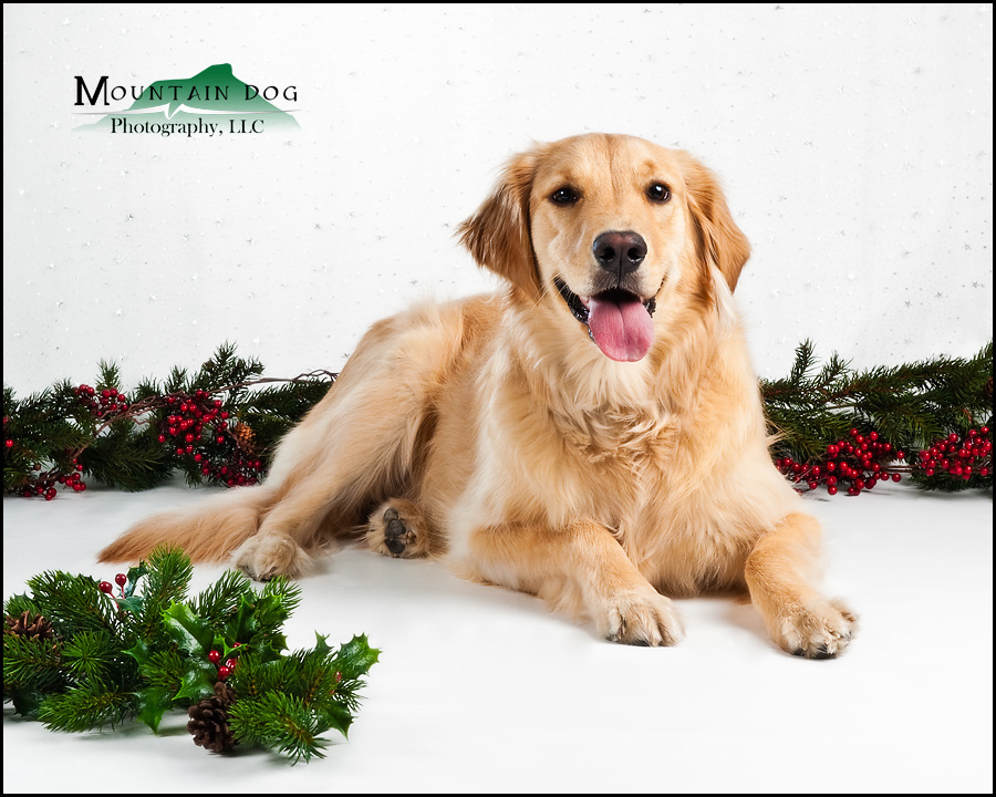 Rosie and her owners were ready for her session as soon as the doors opened!