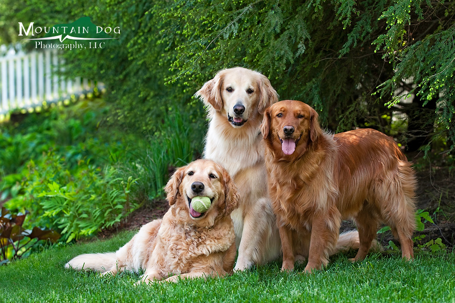 Cedar, Riley, and Shellie have certainly made their family proud with this portrait. Despite many attempts, the trio finally got the idea of what we wanted and they patiently waited for 1/250 of a second for me to make this capture.