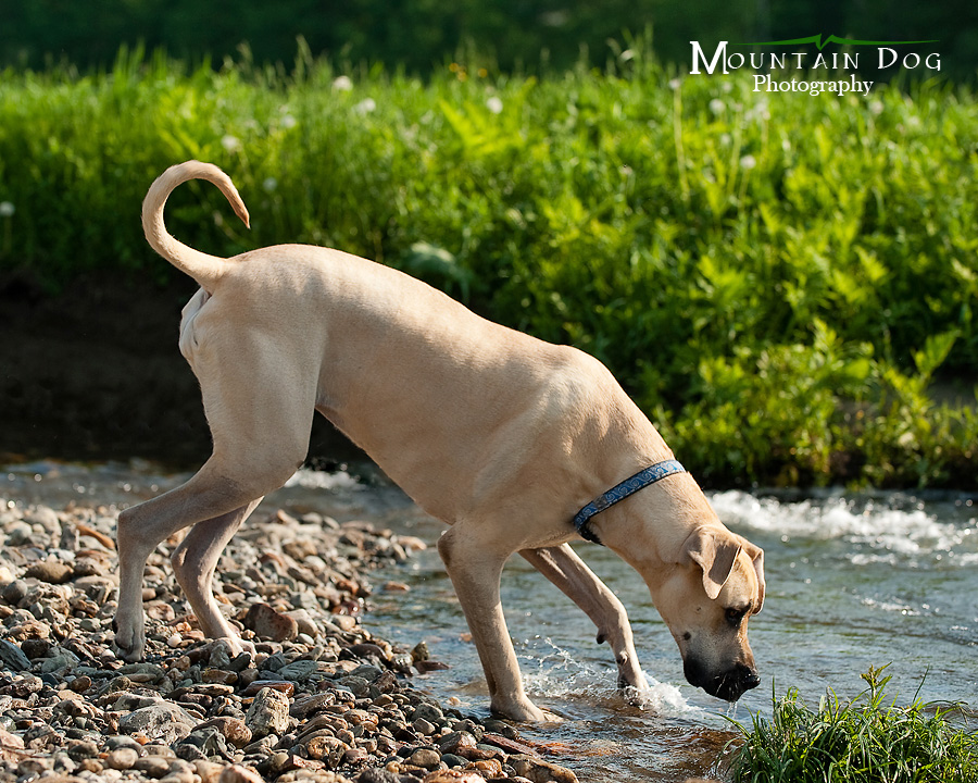 We started the session with Galley, in the stream behind their house. She looooves water!